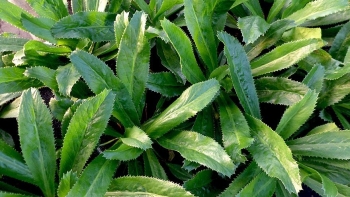 Những loại rau làm mất sữa sau sinh bà đẻ nên tránh xa