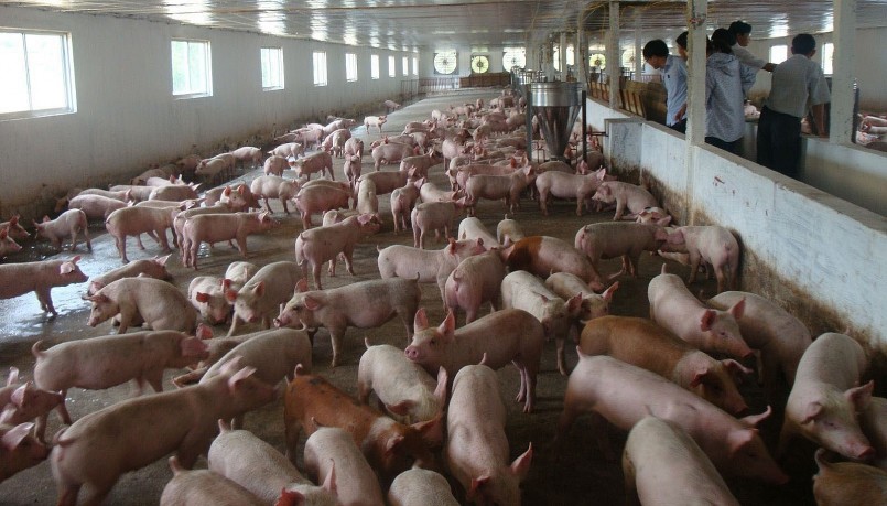 Giá heo hơi hôm nay (11/6) biến động theo hướng giảm, doanh nghiệp và người dân ngại tái đàn. Giá heo hơi hôm nay (11/6) biến động theo hướng giảm, doanh nghiệp và người dân ngại tái đàn.