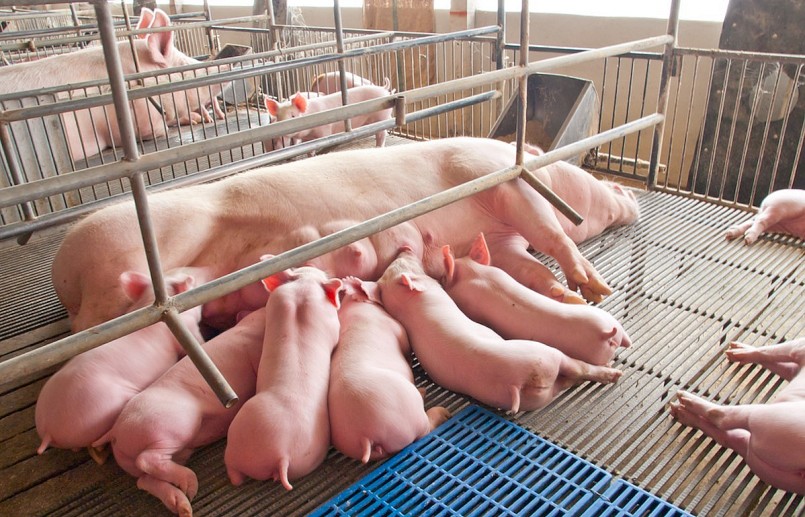 Những số liệu khác nhau về tổng đàn heo khiến người chăn nuôi khó khăn trong việc quyết định tái đàn heo. Những số liệu khác nhau về tổng đàn heo khiến người chăn nuôi khó khăn trong việc quyết định tái đàn heo.