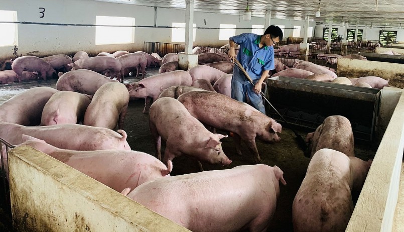 Giá heo hơi hôm nay (11/6) khép lại một tuần nhiều biến động trong đó đà giảm đã chi phối khiến người chăn nuôi lo lắng. Giá heo hơi hôm nay (11/6) khép lại một tuần nhiều biến động trong đó đà giảm đã chi phối khiến người chăn nuôi lo lắng.