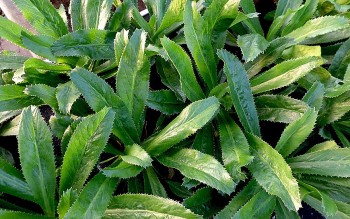 Những loại rau làm mất sữa sau sinh bà đẻ nên tránh xa