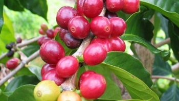 Giá nông sản hôm nay 11/6: Cà phê tăng vọt lập đỉnh mới, hồ tiêu liên tục lao dốc thủng đáy