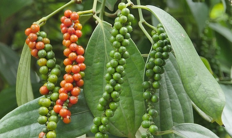 Giá nông sản hôm nay (11/6) Giá nông sản hôm nay (11/6)