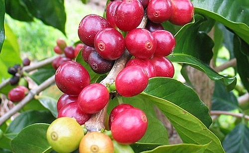 Giá nông sản hôm nay (11/6), cà phê khép lại một tuần khởi sắc, các địa phương ghi nhận tăng trong khoảng 3.400 - 3.600 đồng/kg so với đầu tuần. Giá nông sản hôm nay (11/6), cà phê khép lại một tuần khởi sắc, các địa phương ghi nhận tăng trong khoảng 3.400 - 3.600 đồng/kg so với đầu tuần.