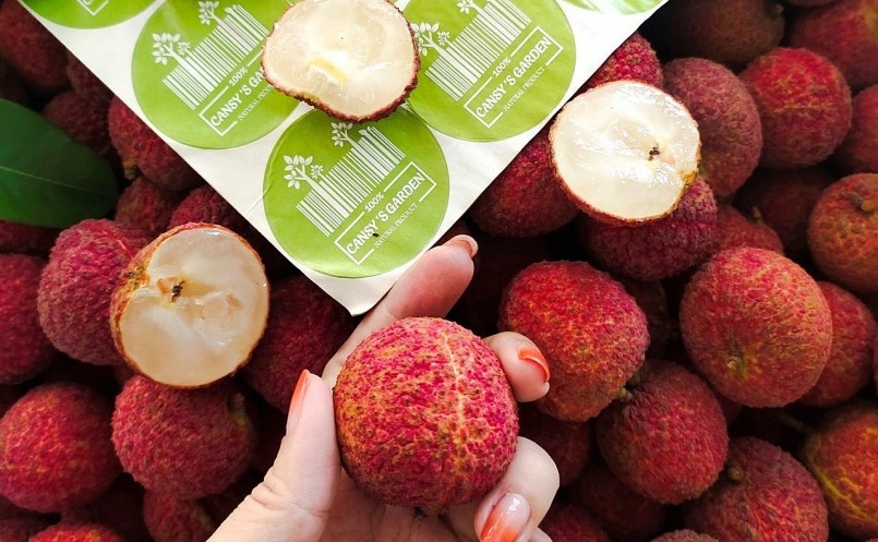 Việc trồng giống vải thiều không hạt ở Việt Nam được kỳ vọng giúp người tiêu dùng được sử dụng trái cây ngon với giá hấp dẫn. Việc trồng giống vải thiều không hạt ở Việt Nam được kỳ vọng giúp người tiêu dùng được sử dụng trái cây ngon với giá hấp dẫn.