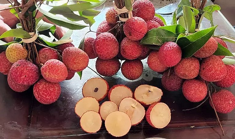 Vải thiều không hạt trồng ở Bắc Giang cho trái vụ đầu tiên từ năm 2022. Vải thiều không hạt trồng ở Bắc Giang cho trái vụ đầu tiên từ năm 2022.