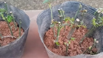 Mùa hè hãy nhanh tay trồng 4 loại hoa này, chỉ sau 15 ngày cắm cành vào đất sẽ bén rễ và đâm chồi