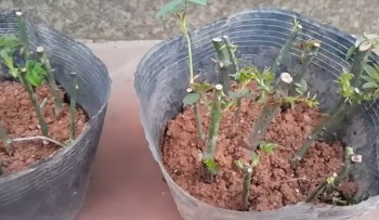 Mùa hè hãy nhanh tay trồng 4 loại hoa này, chỉ sau 15 ngày cắm cành vào đất sẽ bén rễ và đâm chồi