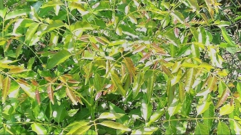 Loài cây nghe tên thật buồn nhưng biết điều này ai cũng phấn khởi, nhà vườn có thêm biệt dược