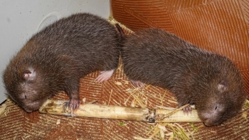 Nuôi loài chuột khổng lồ thích ăn tre, mía mà đẻ ra tiền triệu
