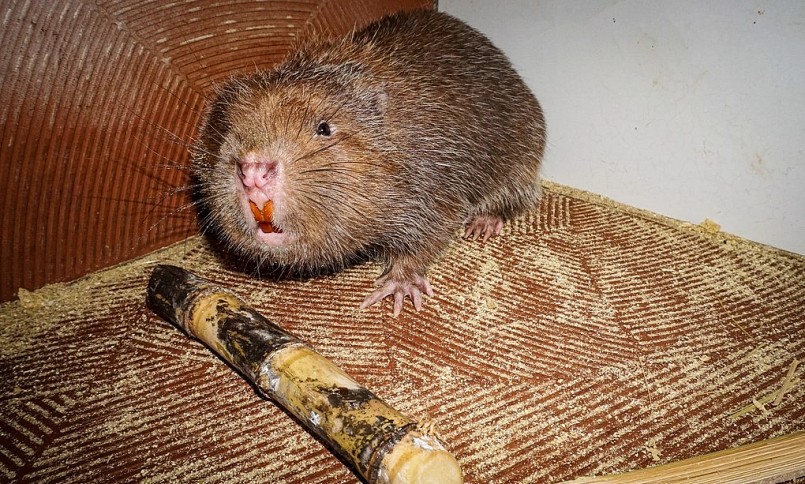 Dúi được xếp vào loại thức ăn đặc sản, bởi vì thịt ngon, mát, giàu đạm.