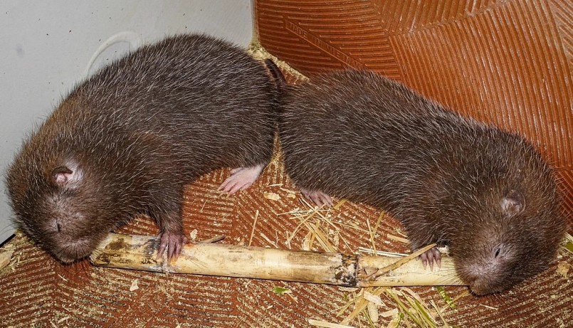 Thức ăn của dúi chủ yếu là tre, mía... Chi phí thức ăn cho loài vật này hầu như không đáng kể.