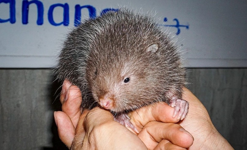 Dúi giống có giá khoảng 950.000 đồng/cặp.