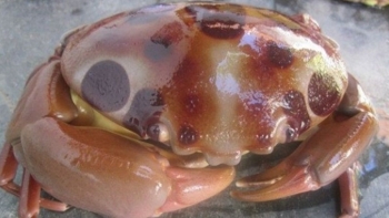 Loại hải sản lạ ngon hơn cua huỳnh đế, giá nửa triệu đồng/kg ai cũng tranh mua