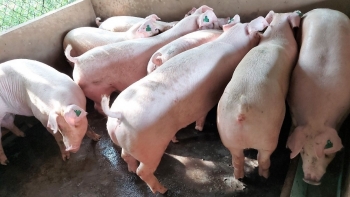 Giá heo hơi hôm nay 12/6: Động lực tăng vẫn còn vì sao người chăn nuôi do dự chưa tái đàn?