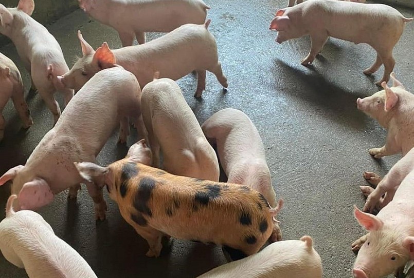 Giá heo bật tăng sau thời gian dài giảm mạnh, người chăn nuôi rất phấn khởi, thế nhưng nhiều người vẫn còn lo lắng, chưa mạnh dạn tái đàn. 