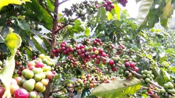 Giá nông sản hôm nay 12/6: Cà phê tăng vượt mức 65.000 đồng/kg, hồ tiêu nối tiếp đà giảm