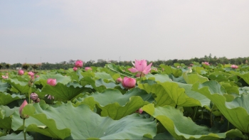 Trồng bạt ngàn sen rồi học cách ướp trà, anh nông dân mỗi vụ thu về 8 tỷ đồng