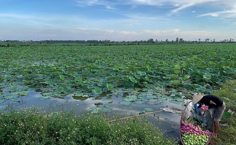 Nông dân thu hoạch sen trên cánh đồng thôn Liễu Trì, xã Mê Linh. Nông dân thu hoạch sen trên cánh đồng thôn Liễu Trì, xã Mê Linh.