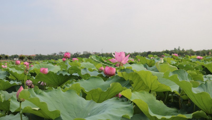 Khu đầm sen của gia đình anh Khanh rộng 60ha mỗi vụ thu về khoảng 1 triệu bông. Khu đầm sen của gia đình anh Khanh rộng 60ha mỗi vụ thu về khoảng 1 triệu bông.