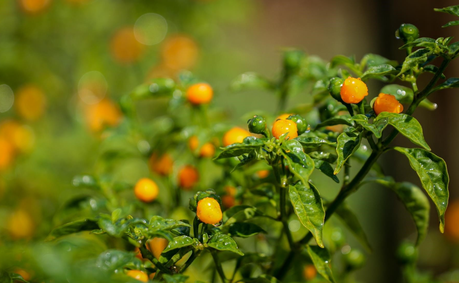 Ớt Charapita là loại gia vị đắt đỏ bậc nhất trên thế giới