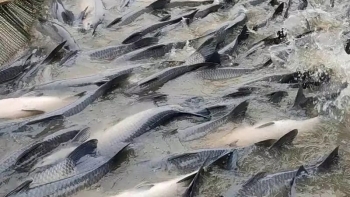 Nuôi cá trên lòng hồ thủy điện, trưởng thôn lộ bí quyết lãi 200 triệu mỗi năm từ loại cá đặc sản