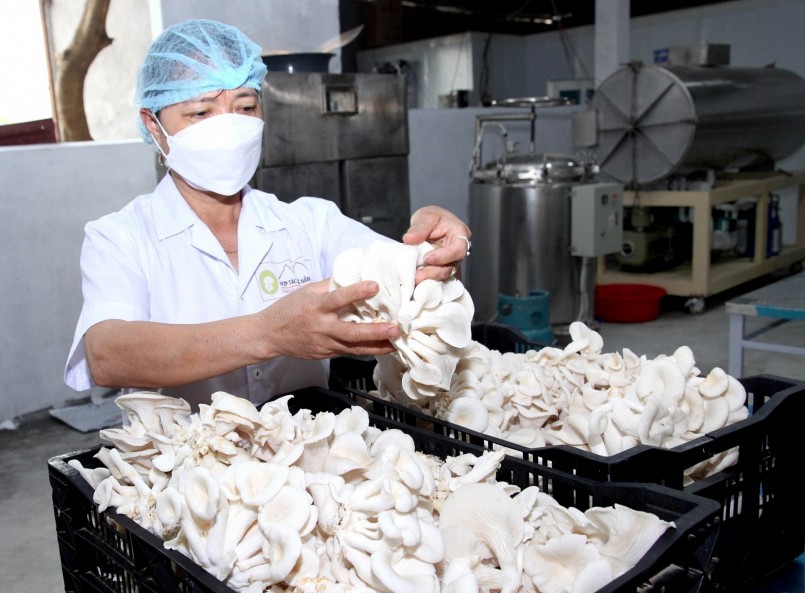 Giải pháp nào giúp tháo gỡ "điểm nghẽn" đầu ra cho các sản phẩm OCOP?