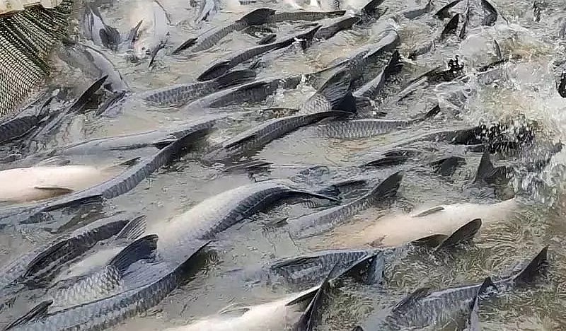 Nuôi cá trắm lồng cho hiệu quả kinh tế cao vì ở đây bán giá cao, sức mua ổn định nhất. Nuôi cá trắm lồng cho hiệu quả kinh tế cao vì ở đây bán giá cao, sức mua ổn định nhất.