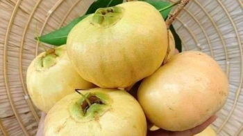 Loại quả tên nghe lạ mà giữ một trời tuổi thơ bây giờ ai được ăn là may mắn lắm