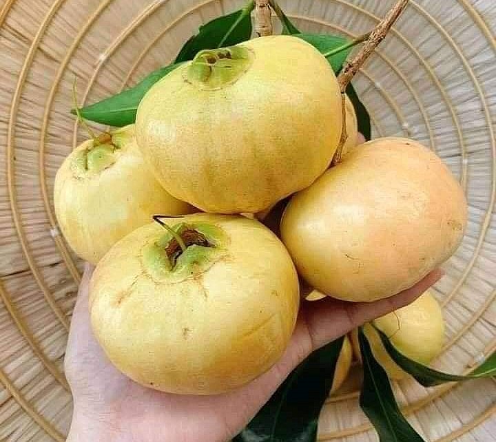 Trái Lý miền Tây vốn quen thuộc nhưng giờ dần vắng bóng.