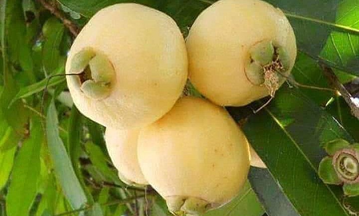 Trái Lý Miền Tây không chỉ mang hình dạng độc đáo mà còn có hương vị thơm ngon. 