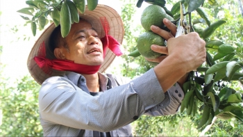 Có 800 nghìn lập nên trại gà tiền tỷ và cuộc chuyển hướng bất ngờ