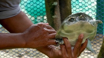 Tuyệt chiêu cho ba ba đẻ trứng rồi ấp nở, nông dân xứ Gò Quao bán giống thu gần tỷ đồng mỗi năm