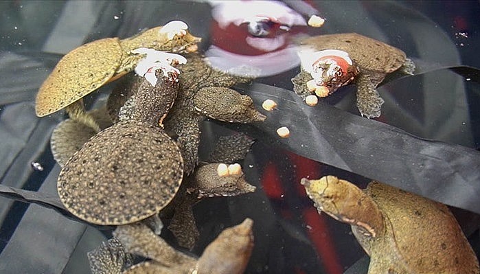 Bình quân thời gian nuôi trên 18 tháng thì ba ba có thể đạt trọng lượng trên 1,5kg, đầu ra của ba ba khá ổn định. Bình quân thời gian nuôi trên 18 tháng thì ba ba có thể đạt trọng lượng trên 1,5kg, đầu ra của ba ba khá ổn định.