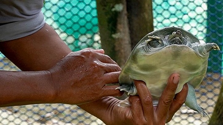 Ông Nguyễn Tùng Lâm thu tiền tỷ nhờ mạnh dạn chuyển đổi sang nuôi ba ba. Ông Nguyễn Tùng Lâm thu tiền tỷ nhờ mạnh dạn chuyển đổi sang nuôi ba ba.