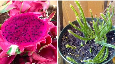 Cắt một lát thanh long lấy hạt vùi xuống đất, sau 2 tuần nảy mầm thành chậu, vừa làm cảnh vừa đợi quả ăn