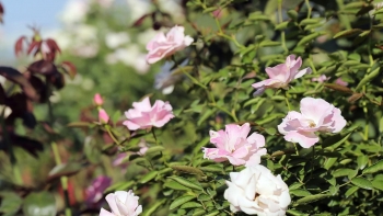 Kỳ công khiến hồng bụi, hồng gai khoe dáng, nông dân thủ phủ hoa Hà Nội thu tiền tỷ