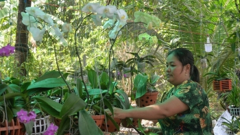 Vườn hoa lan 500 chậu đủ màu sắc chinh phục khách hàng cả nước bắt đầu từ niềm đam mê