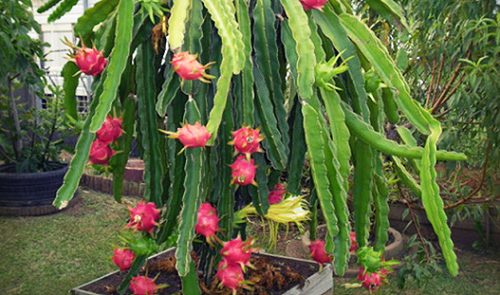 Mang loại quả lạ về trồng thử trong vườn, quả chín bán đắt như vàng, thu 300 triệu đồng/năm