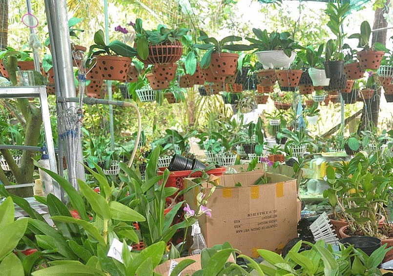 Sau những giờ đan lát chị lại thư giãn bằng cách tách những chậu lan, đến nay đã làm nên vườn lan khủng.