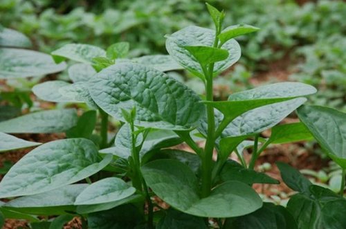 Những "đại kỵ" khi ăn rau mồng tơi người việt thường mắc phải, cần bỏ ngay kẻo gây hại cho sức khỏe