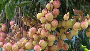 Hưng Yên có thể thu hoạch khoảng 300 tấn vải trứng
