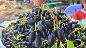 Mùa trâm chín ở vùng Bảy Núi