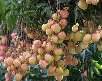 Hưng Yên có thể thu hoạch khoảng 300 tấn vải trứng