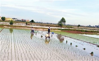 Hưng Yên triển khai giải pháp gieo cấy lúa vụ mùa hướng tới năng suất cao