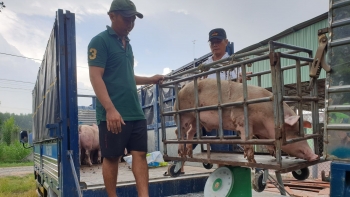 Giá heo hơi hôm nay 13/6: Bất ngờ tăng vọt lên mức 62.000 đồng/kg, vì sao người nuôi heo tái đàn nhỏ giọt?