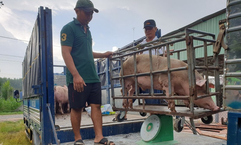 Giá heo hơi hôm nay (13/6), biến động bất ngờ, giá heo miền Bắc tăng vọt lên mức 62.000 đồng/kg. 