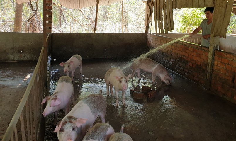 Giá heo hơi hôm nay (13/6), duy trì ở ngưỡng có lợi nhuận nhưng người chăn nuôi vẫn lo lắng chưa dám tái đàn.