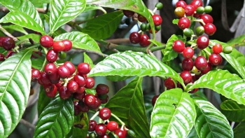 Giá nông sản hôm nay 13/6: Cà phê đồng loạt lao dốc, hồ tiêu cầm chừng đi ngang