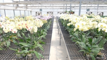 Thuê ruộng trũng tưởng cải tạo nuôi cá, ai ngờ lại làm khác người mỗi năm thu trên 18 tỷ đồng